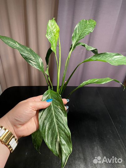 Спатифиллум