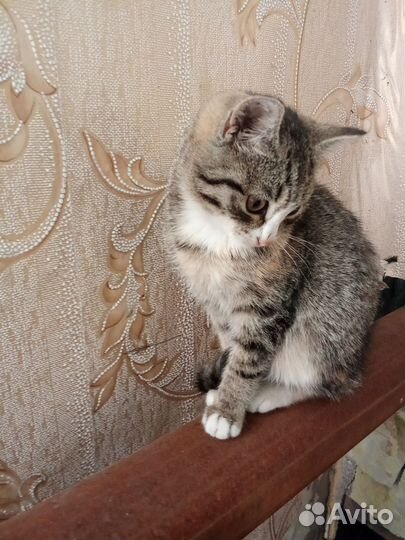 Кошки в добрые руки