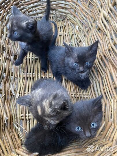 Котята
