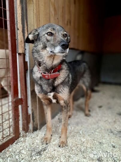 Самая маленькая собака приюта