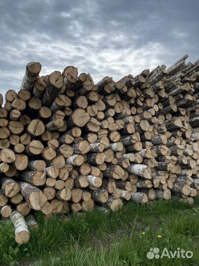 Береза кругляк