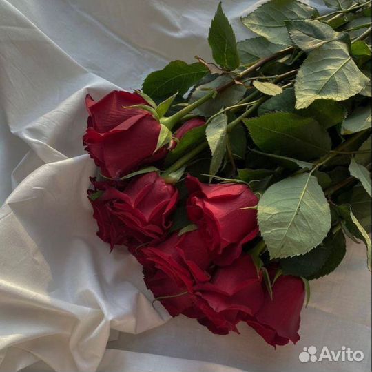 Розы 25, 35, 51, 101