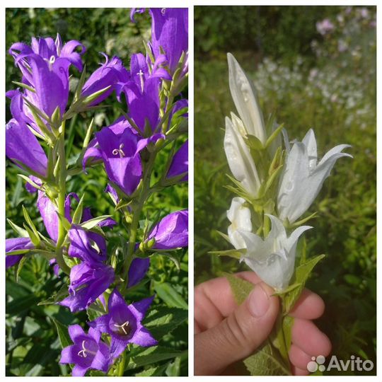 Садовые многолетние цветы