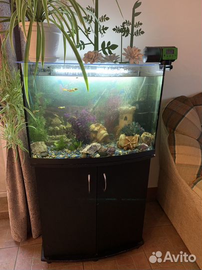 Аквариум с рыбками