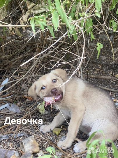 Дети умрут в лесу
