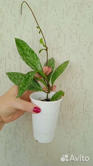 Комнатные растения цветы хойя аустрелис Лиза