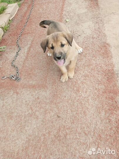 Отдадим в добрые и ласковые руки