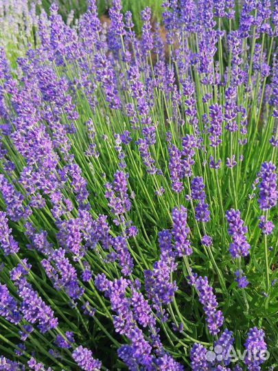Лаванда саженцы
