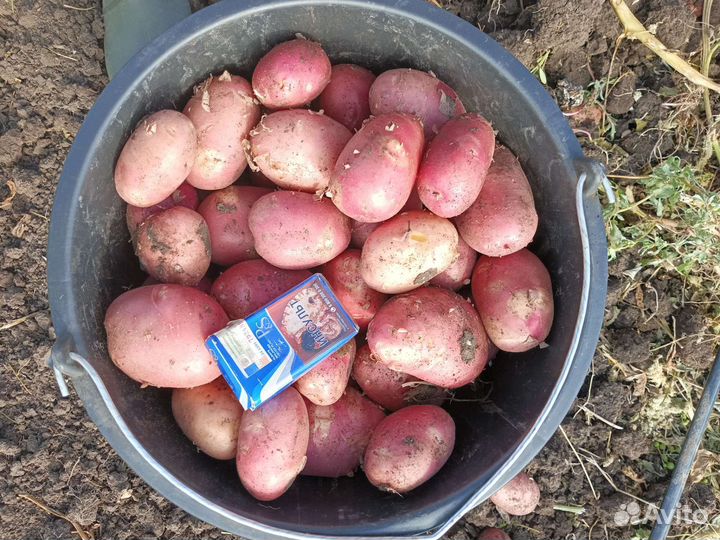 Продам картофель оптом