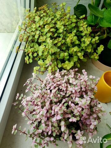 Каллизия золотая и розовая