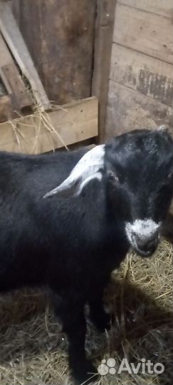 Козлушки суягные