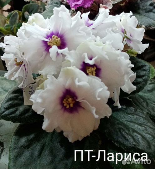 Фиалка домашняя(сенполия)