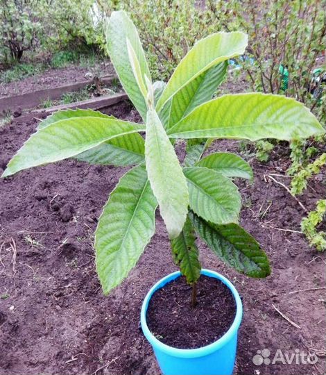 Мушмула японская