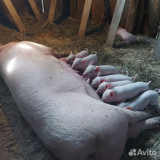 Поросята к бронированию f1