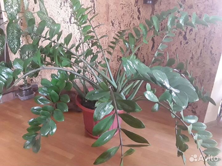 Замиокулькас большой цветущий