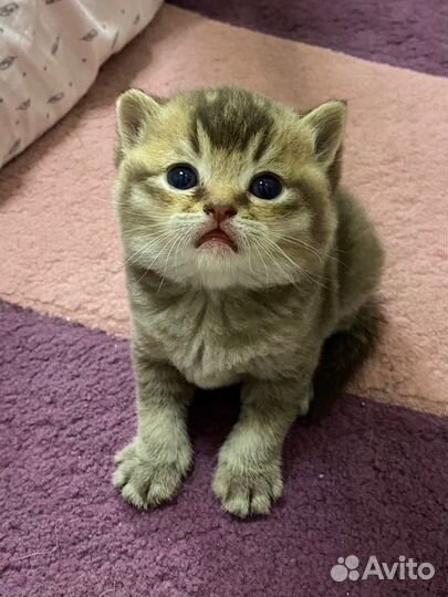 Котята шотландцы