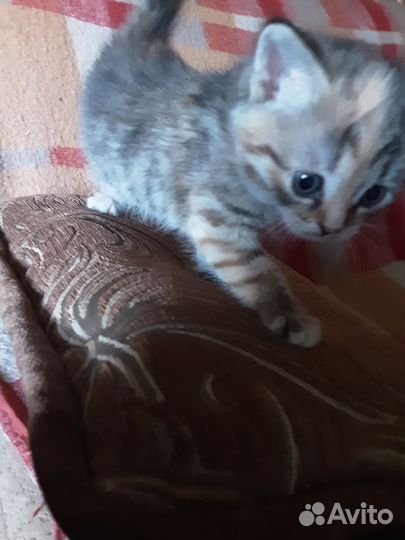 Котёнок девочка метиска