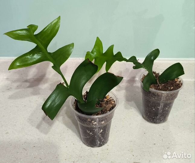 Листовые кактусы