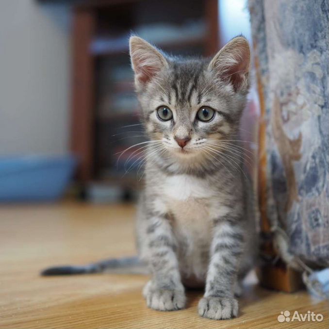 Котёнок Матроскин в дар