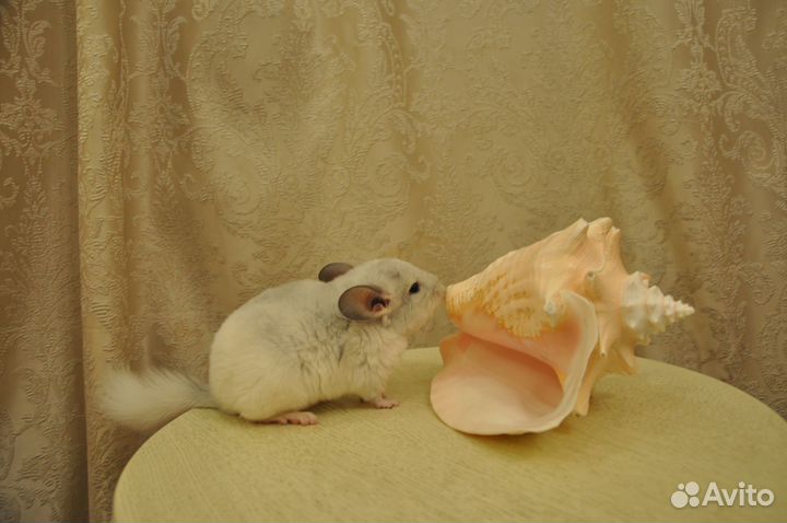 Шиншилла. Ручные малыши 3 месяца. Белый фиолет