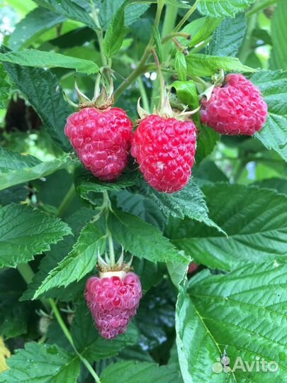 Ремонтантная малина