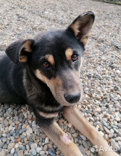 Умный молодой пёс в добрые руки