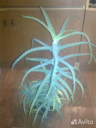 Растение алоэ, финиковые пальмы инжир, толстянка