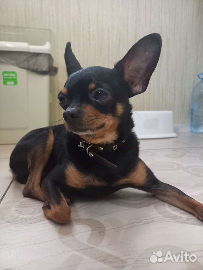 Хочет стать отцом