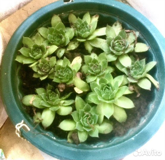 Каменная роза