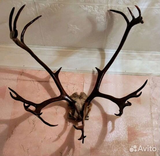 Рога оленя с частью черепа