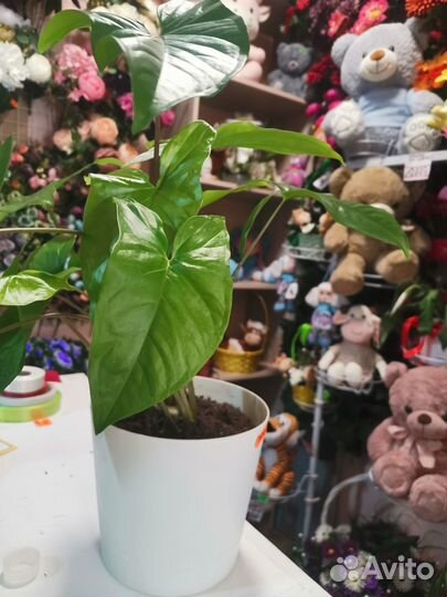 Комнатные растения