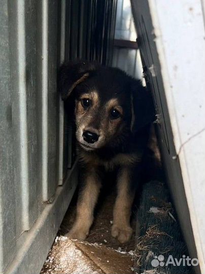 Щенки в добрые руки