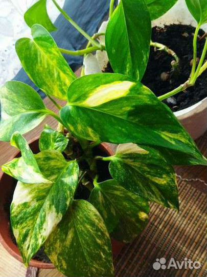 Кротон и др