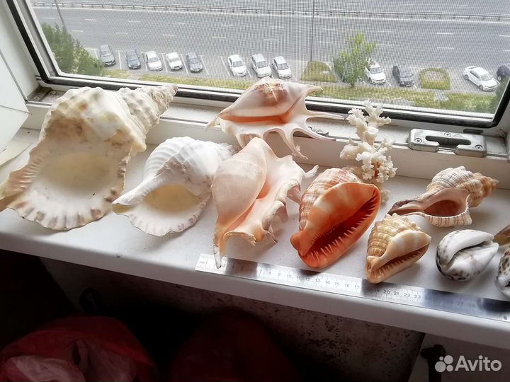 Коллекция ракушек