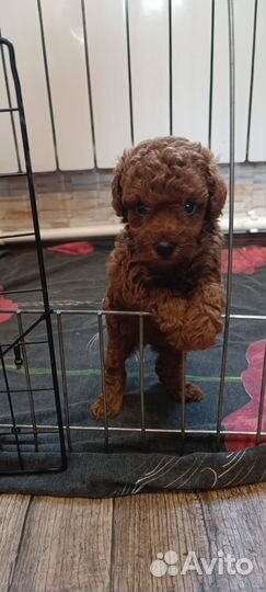 Той-пудель мини