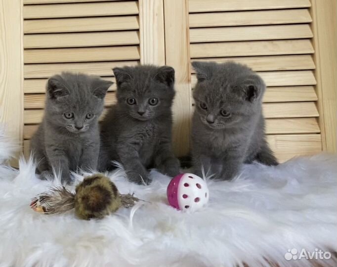 Британские котята ласковые и послушные