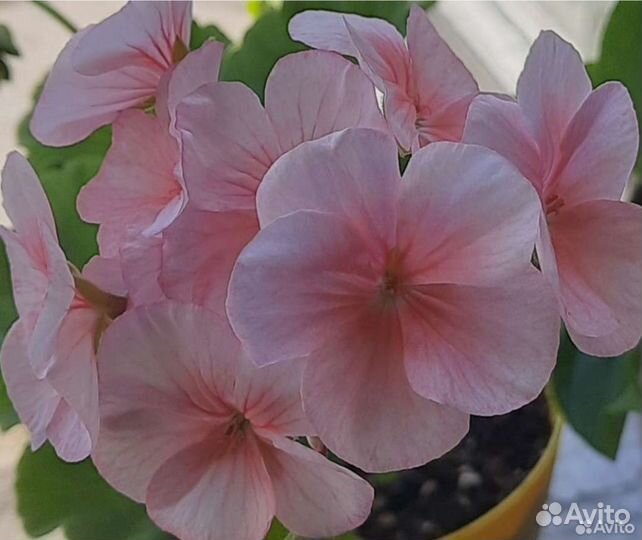 Пеларгония Яблоневый цвет