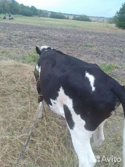 Бычки и телки