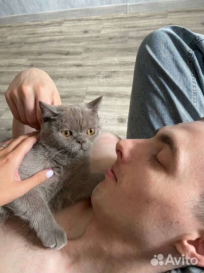 Отдам кота в добрые руки