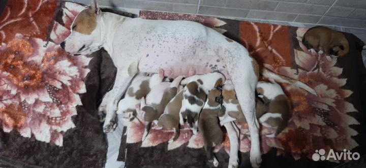 Щенки амстаффа