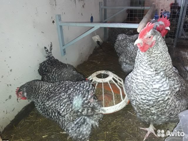 Индюшата подр.Бройлер 15.08,несушки,утята