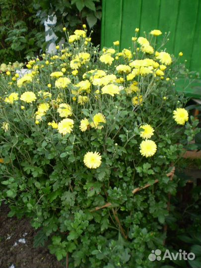 Хризантема кустовая
