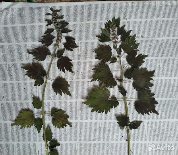 Гербарий на заказ. Сухие растения