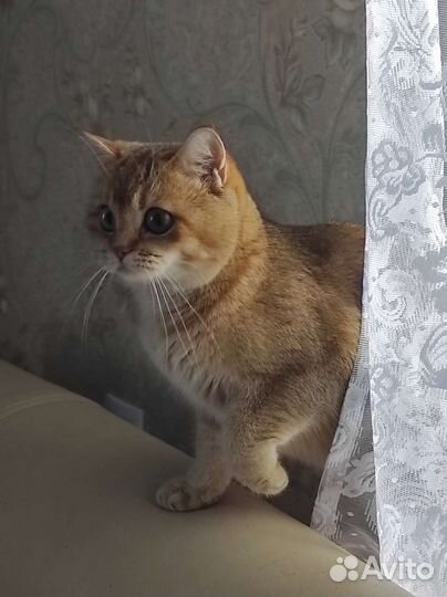 Кошка для вязки