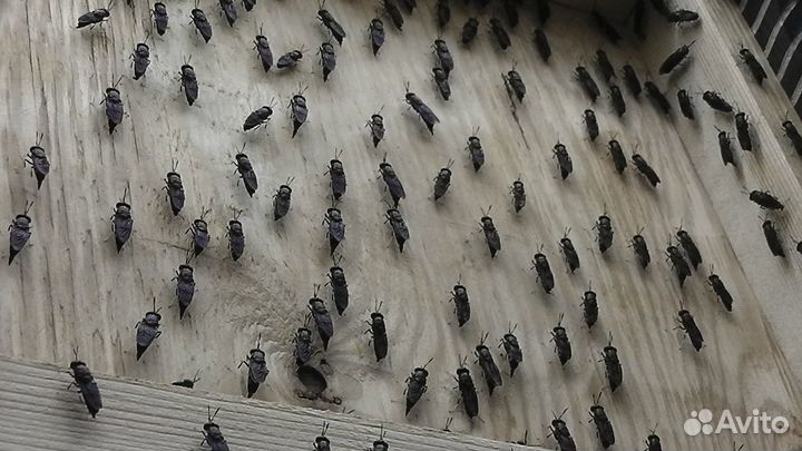 Черная львинка-опарыш