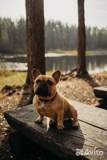 Французкий бульдог вязка