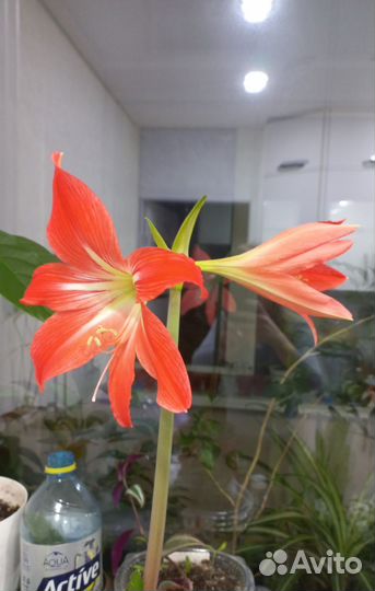 Гиппеаструм