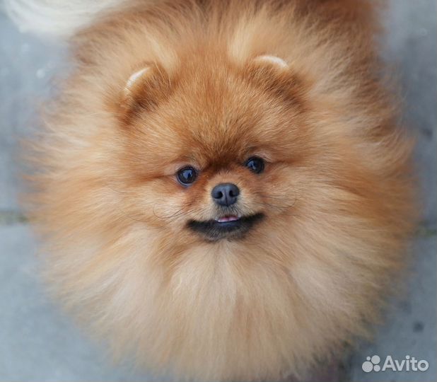 Нарядный померанец от пары чемпионов