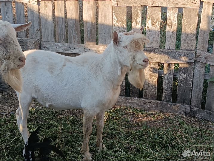 Продам козла