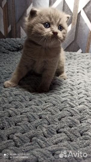 Шотландские котята